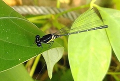 Onychargia atrocyana