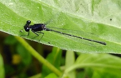 Onychargia atrocyana