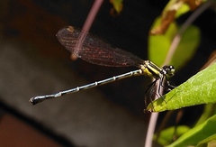 Onychargia atrocyana