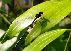 Onychargia atrocyana