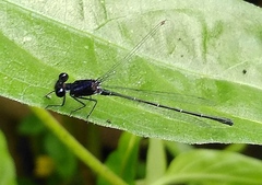Onychargia atrocyana
