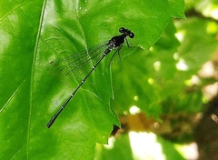 Onychargia atrocyana