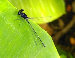 Onychargia atrocyana