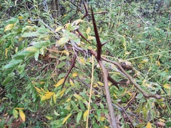 Gleditsia triacanthos