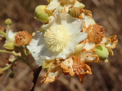 Luehea paniculata