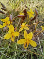 Cyanella lutea lutea