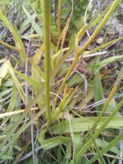 Cyanella lutea lutea