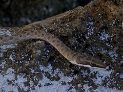 Psammophis biseriatus