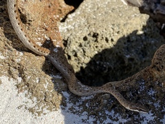 Psammophis biseriatus