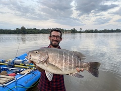 Lutjanus endecacanthus