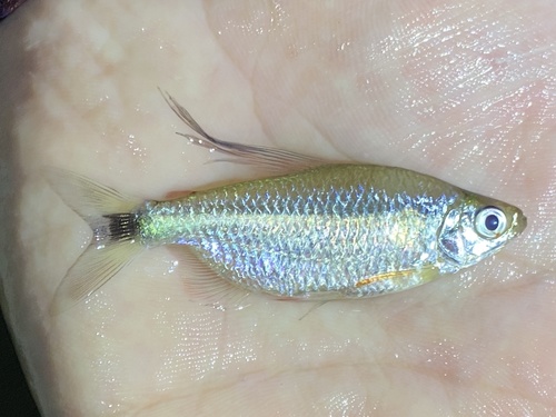 Lambert's tetra (Nannopetersius lamberti) — Alestidae — 3