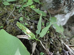 Asplenium ruprechtii