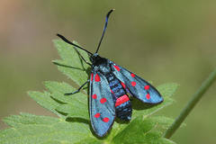 Zygaena dorycnii