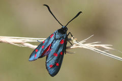 Zygaena dorycnii