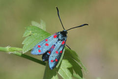 Zygaena dorycnii