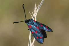 Zygaena dorycnii