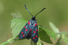 Zygaena dorycnii