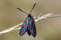 Zygaena dorycnii