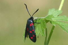 Zygaena dorycnii