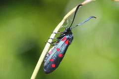 Zygaena dorycnii