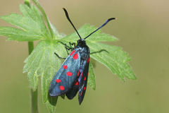 Zygaena dorycnii