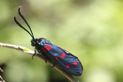 Zygaena dorycnii