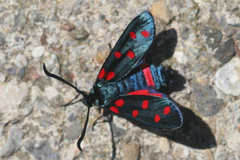 Zygaena dorycnii
