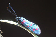Zygaena dorycnii