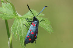 Zygaena dorycnii