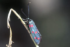 Zygaena dorycnii