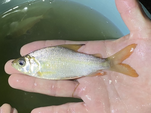 Spottail xenocharax (Xenocharax spilurus) — Distichodontidae — 2