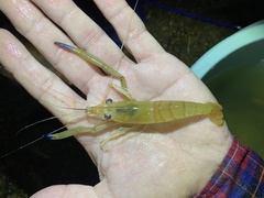 Macrobrachium vollenhovenii