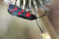 Zygaena dorycnii