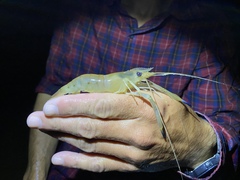 Macrobrachium vollenhovenii