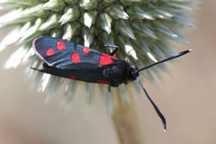 Zygaena dorycnii