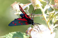 Zygaena dorycnii