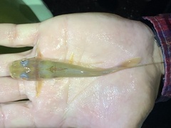 Chrysichthys ogooensis