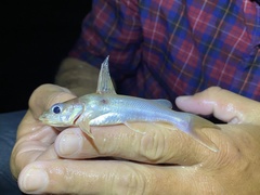 Chrysichthys ogooensis