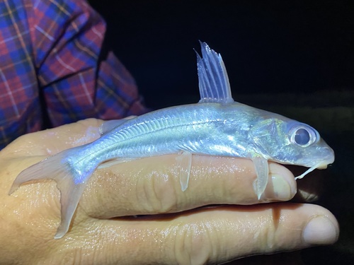 Bagrid catfish (Chrysichthys nigrodigitatus) — Claroteidae — 2