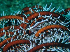 Hippolyte catagrapha