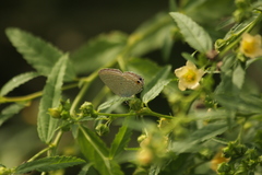 Catochrysops
