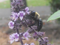 Xylocopa virginica