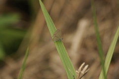 Catochrysops