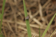 Catochrysops