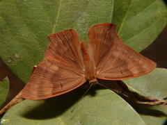 Abisara bifasciata suffusa
