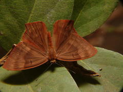 Abisara bifasciata suffusa