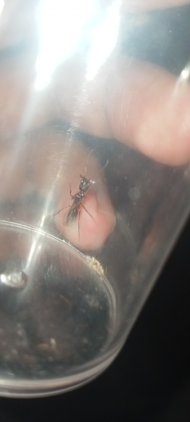 Odontomachus