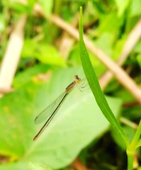 Agriocnemis