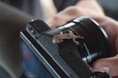 Hemidactylus mercatorius