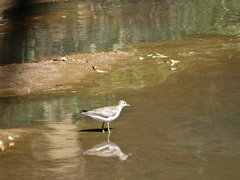 Tringa solitaria
